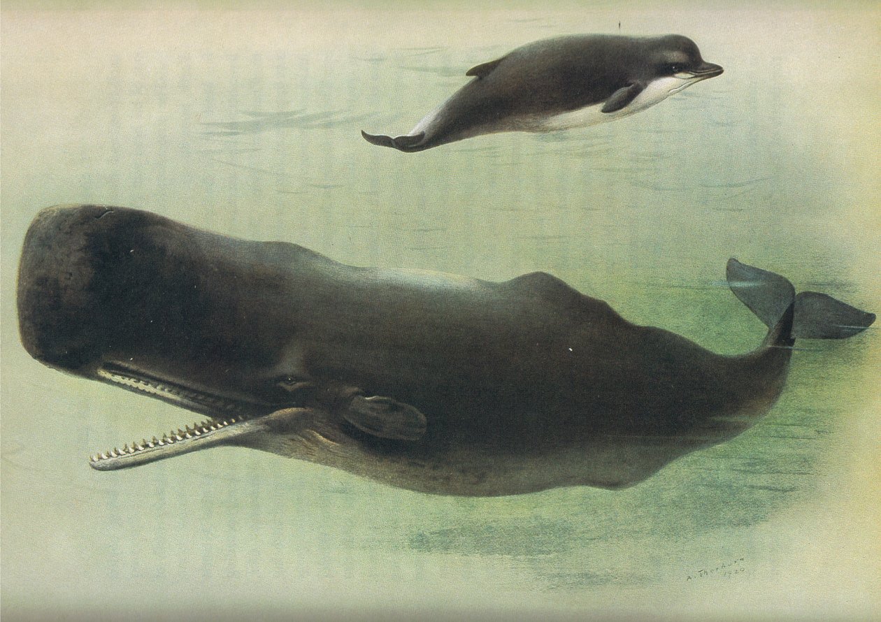 Palackorrú bálna és sperma bálna, a Thorburns Mammalsból, a Longmans and Co. kiadásában, c. 1920 alkotó: Archibald Thorburn