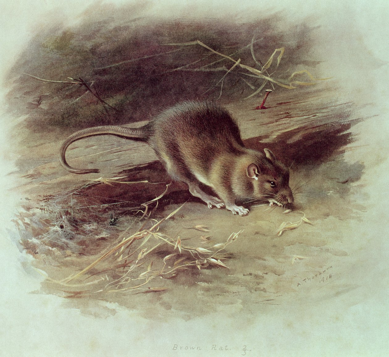 Barna Patkány (Rattus norvegicus) 1918 alkotó: Archibald Thorburn