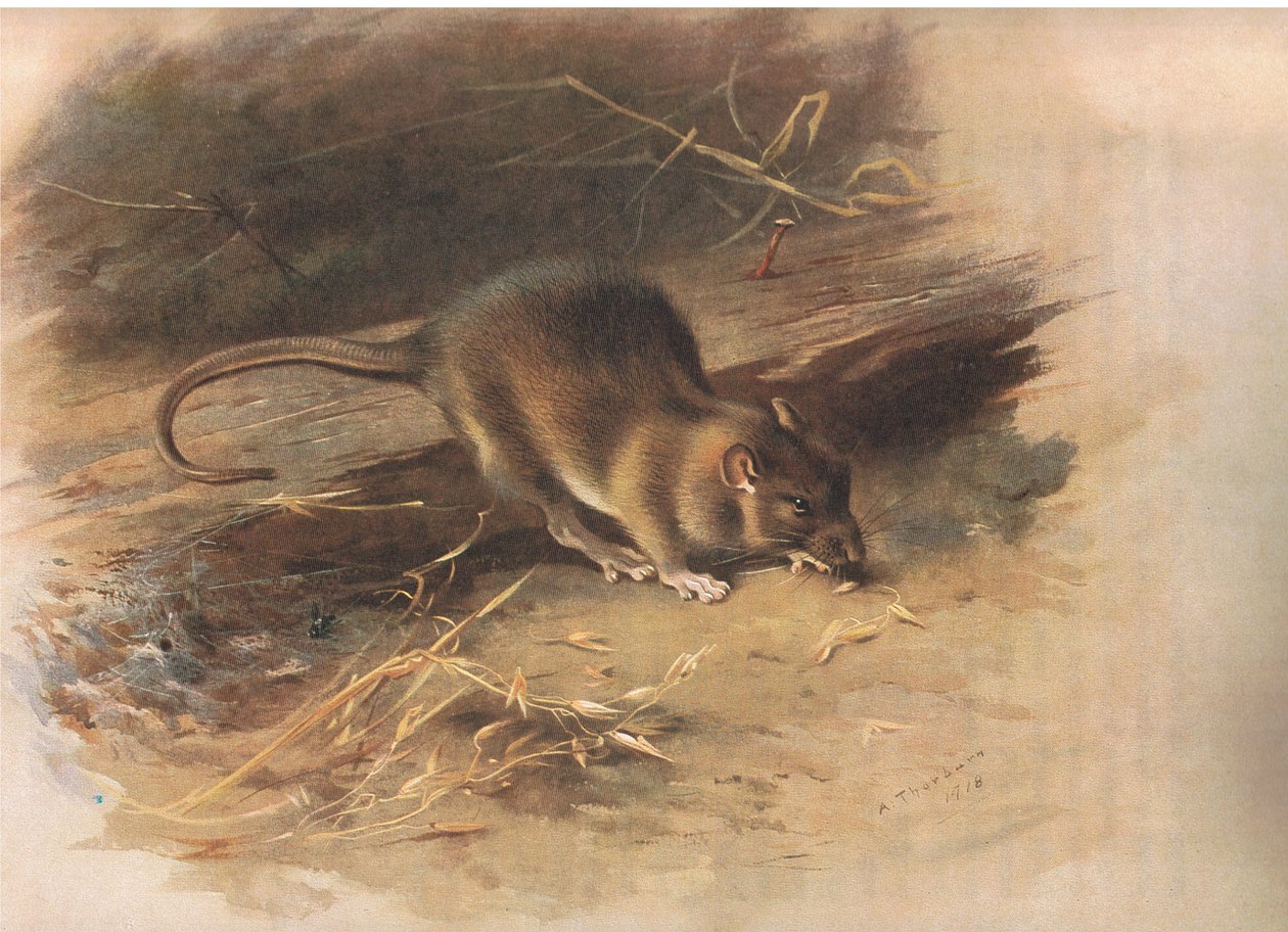 Brown Rat, a Thorburns Mammalsból, kiadó a Longmans and Co., c. 1920 alkotó: Archibald Thorburn