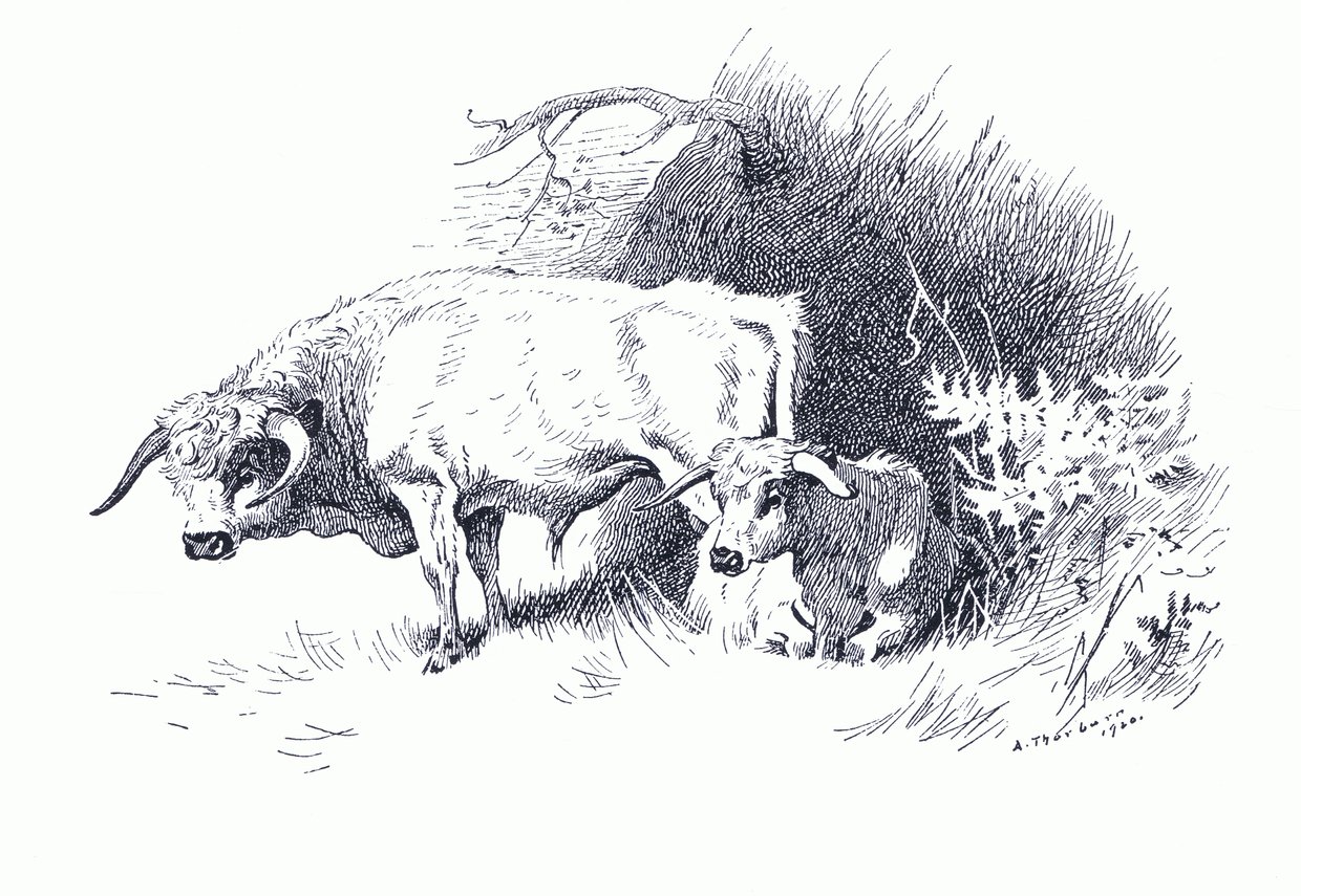 Szarvasmarha, a Longmans and Co által kiadott Thorburn