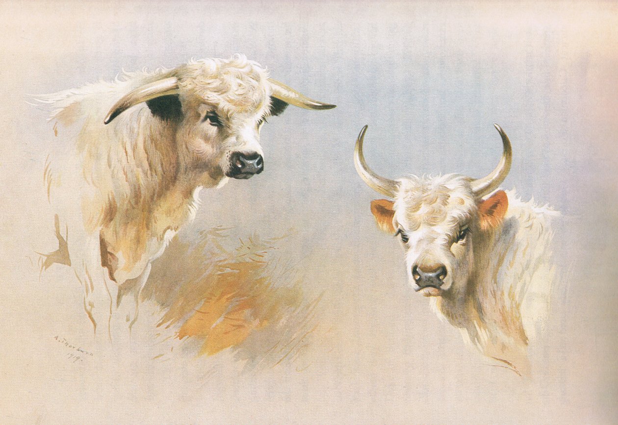 Chartley Bull és Chillingham Bull a Thorburn
