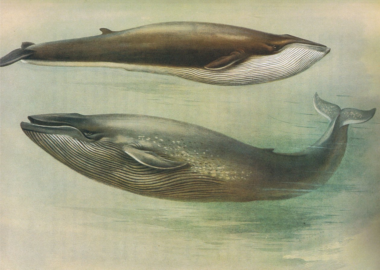Common Rorqual, Sibbalds Rorqual vagy Blue Whale, a Thorburns Mammalsból, amelyet a Longmans and Co adott ki, c. 1920 alkotó: Archibald Thorburn