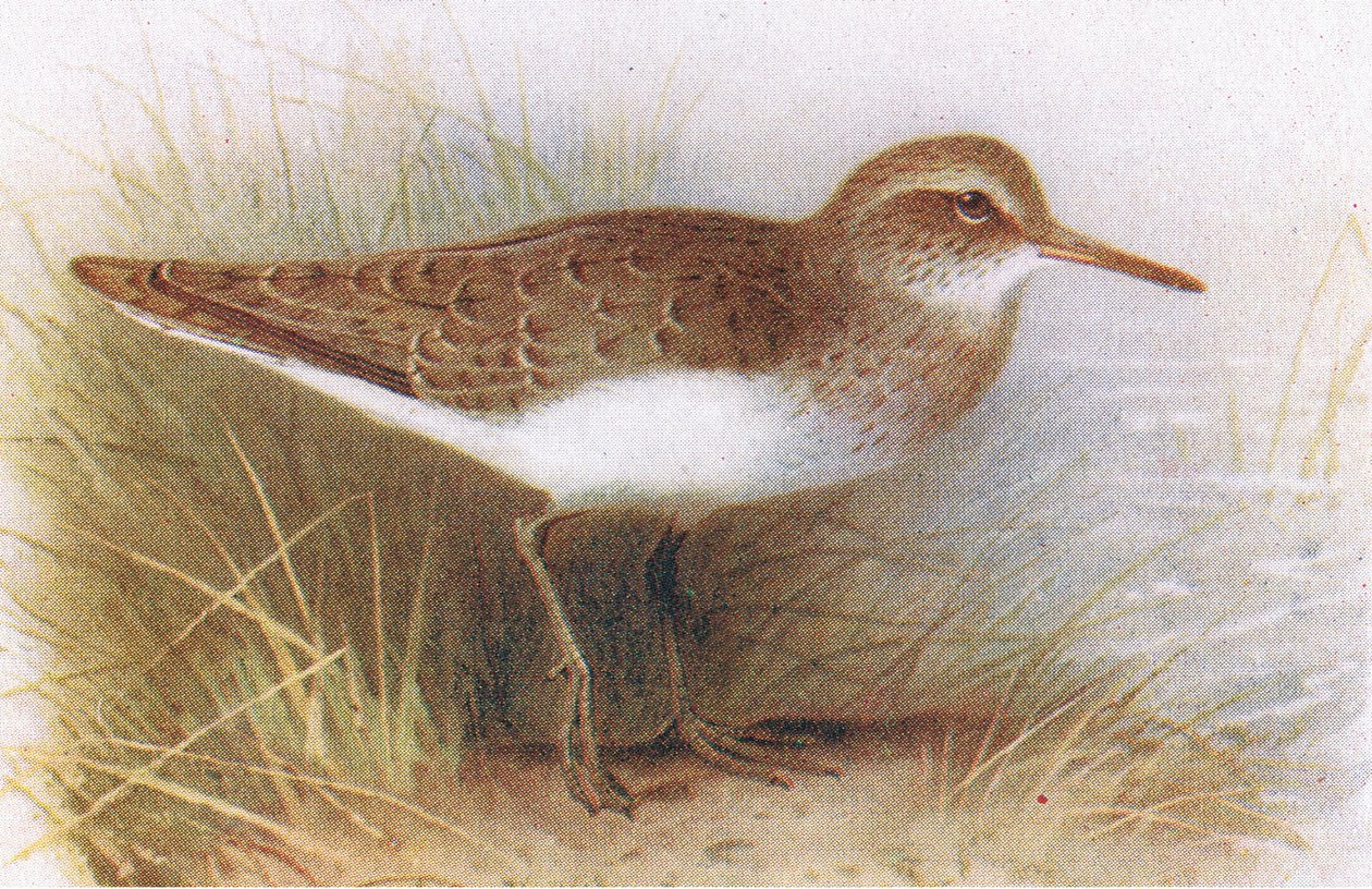 Common Sandpiper, a Brit-szigetek madaraiból és tojásaikból, kiadó: Frederick Warne & Co Ltd, 1958 alkotó: Archibald Thorburn