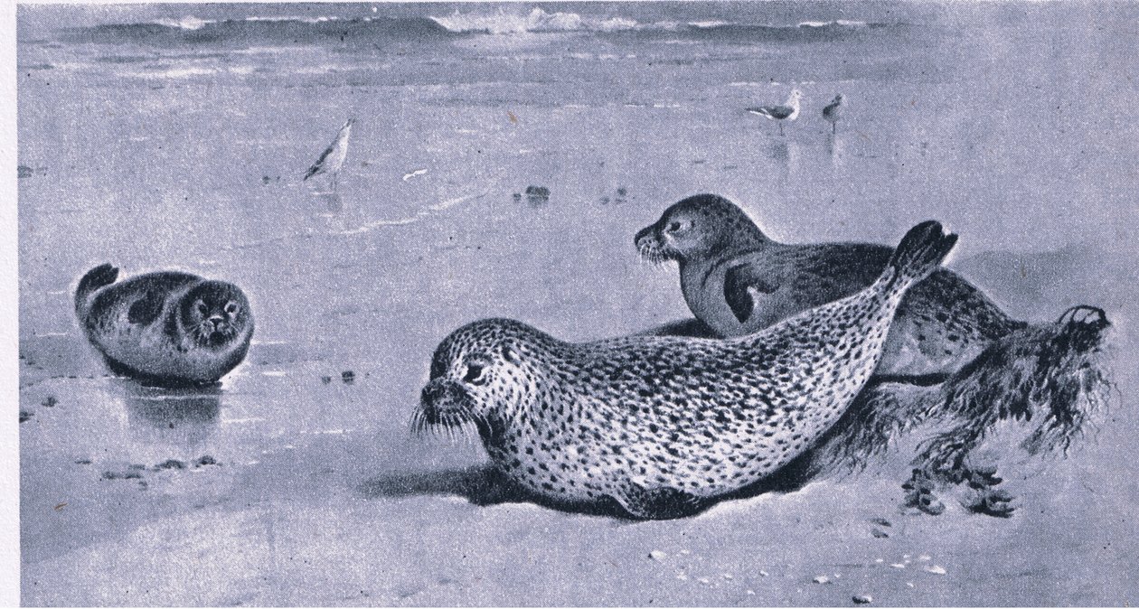 Common Seal, Nature in Britain kiadó: Collins alkotó: Archibald Thorburn