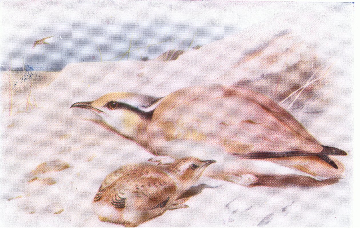 Krémszínű Courser, a Brit-szigetek madarai és tojásaiból, a Frederick Warne & Co Ltd, 1958 alkotó: Archibald Thorburn