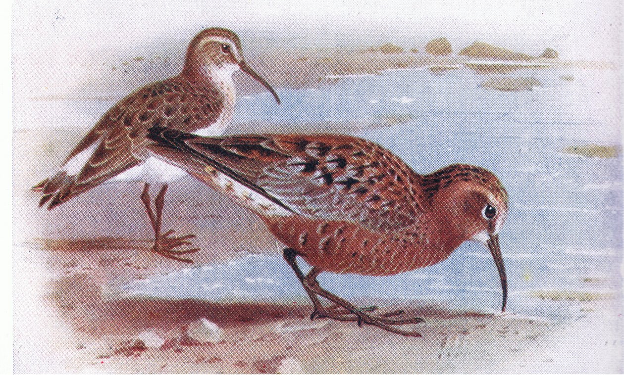 Curlew Sandpiper, a Frederick Warne & Co Ltd. által kiadott Birds of the British Isles and Their Eggsből, 1958 alkotó: Archibald Thorburn