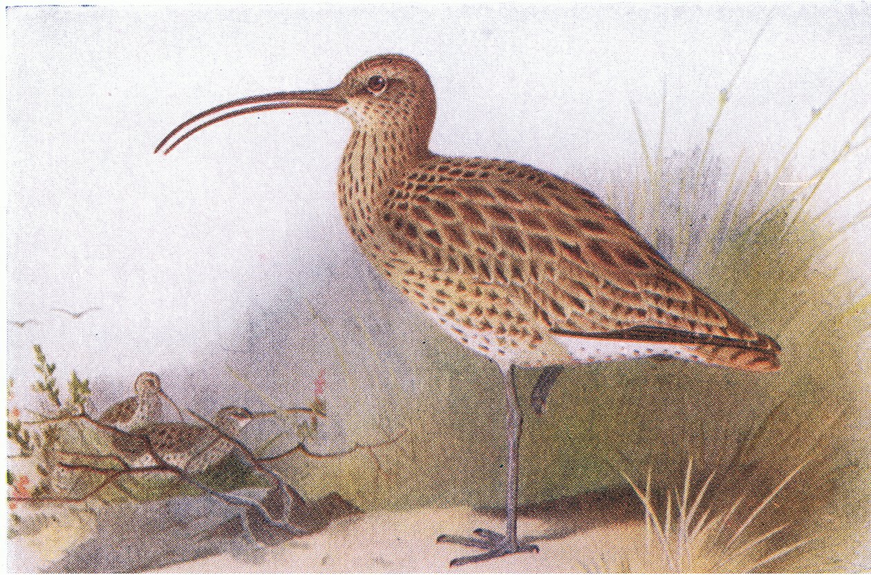 Curlew, a Frederick Warne & Co Ltd. által kiadott Birds of the British Isles and Their Eggsből, 1958 alkotó: Archibald Thorburn