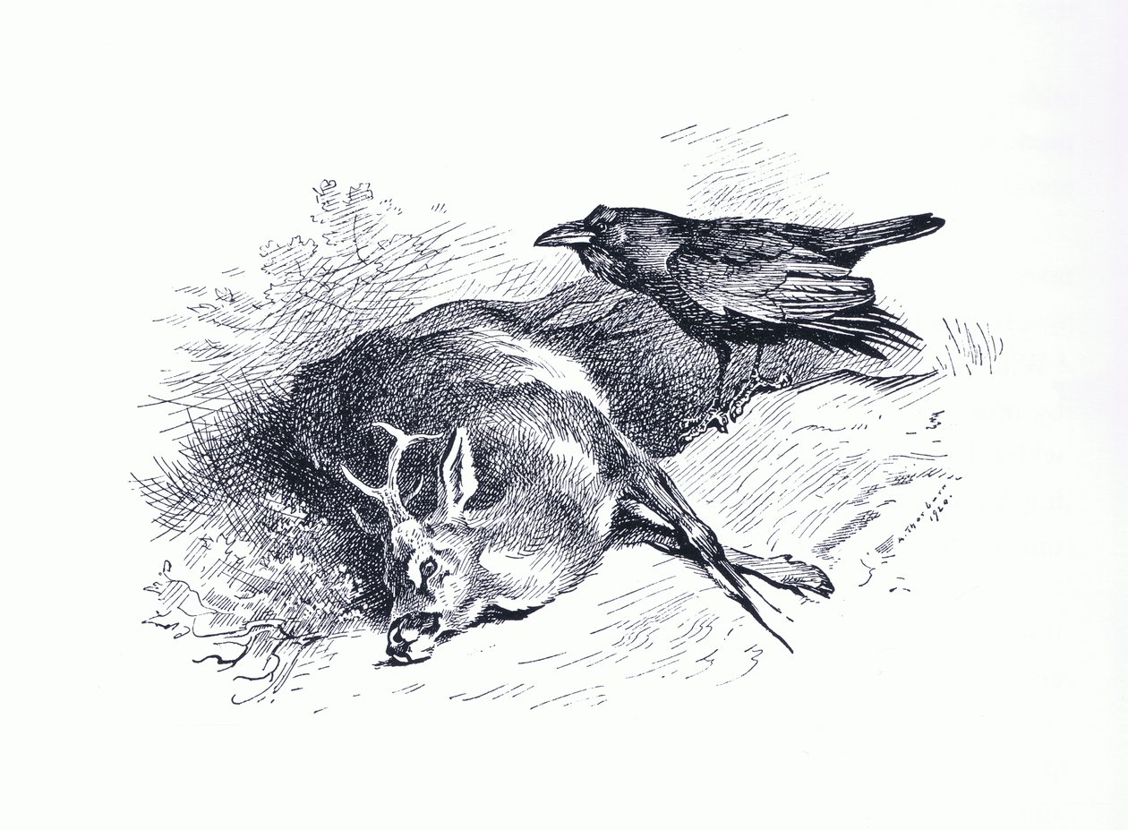 Döglött szarvas és holló, a Longmans and Co által kiadott Thorburn