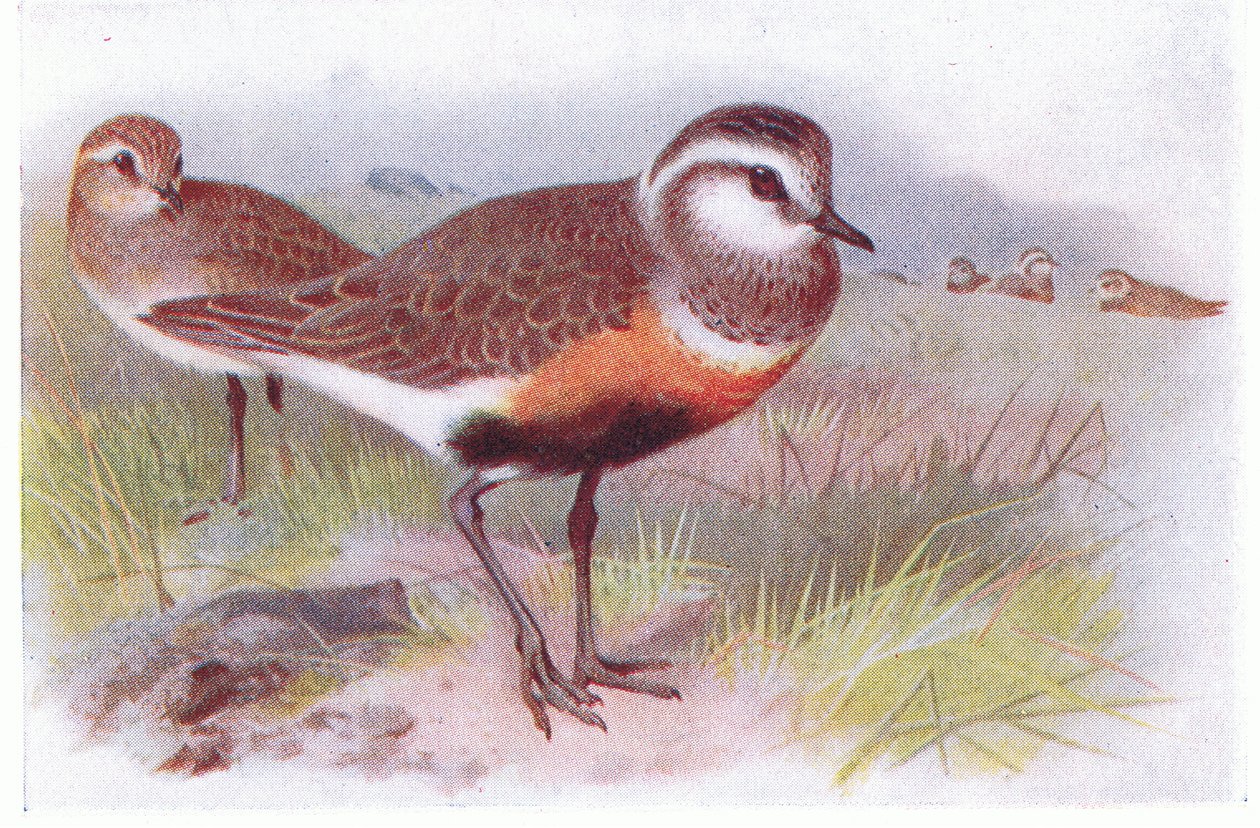 Dotterell, a Frederick Warne & Co Ltd. által kiadott Birds of the British Isles and Their Eggsből, 1958 alkotó: Archibald Thorburn