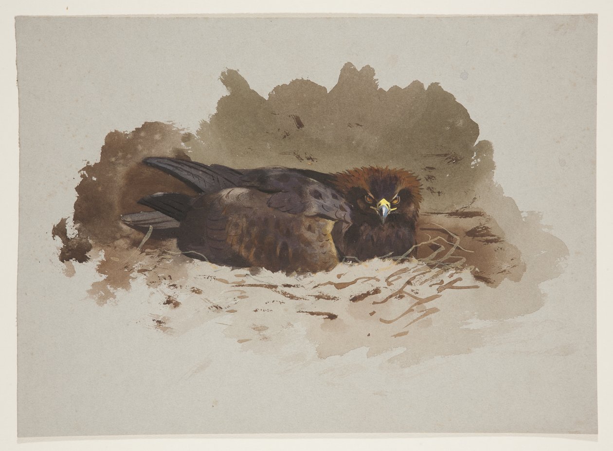 Eagle on nest, 1915 körül (akvarell és testfesték ceruzával, papíron) alkotó: Archibald Thorburn