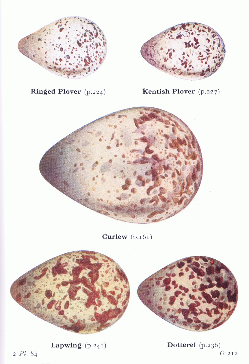 Tojás: Ring Plover, Kentish Plover, Curlew, Lapwing, Dotterell, Birds of the British Isles and Their Eggs, kiadó: Frederick Warne & Co Ltd, 1958 alkotó: Archibald Thorburn