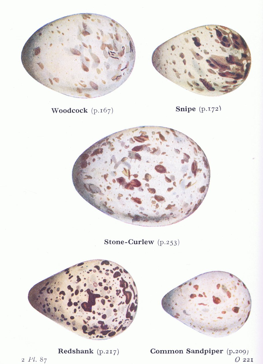 Tojás: Fakakas; Snipe, Stone Curlew, Redshank, Common Sandpiper, from Birds of the British Isles and Their Eggs, kiadó: Frederick Warne & Co Ltd, 1958 alkotó: Archibald Thorburn