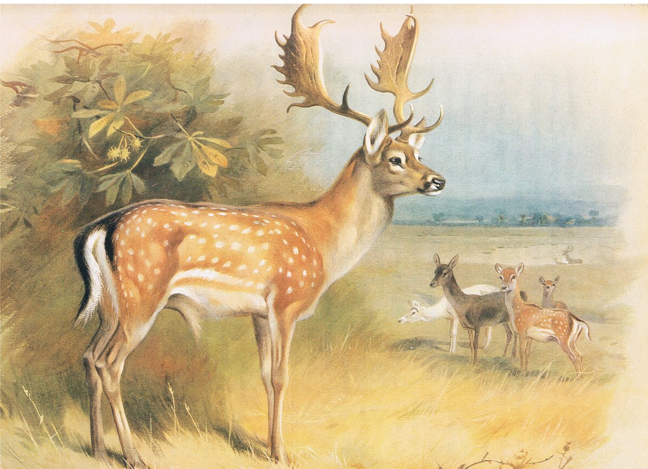 Dámszarvas, a Thorburns Mammalsból, a Longmans and Co. kiadásában, c. 1920 alkotó: Archibald Thorburn