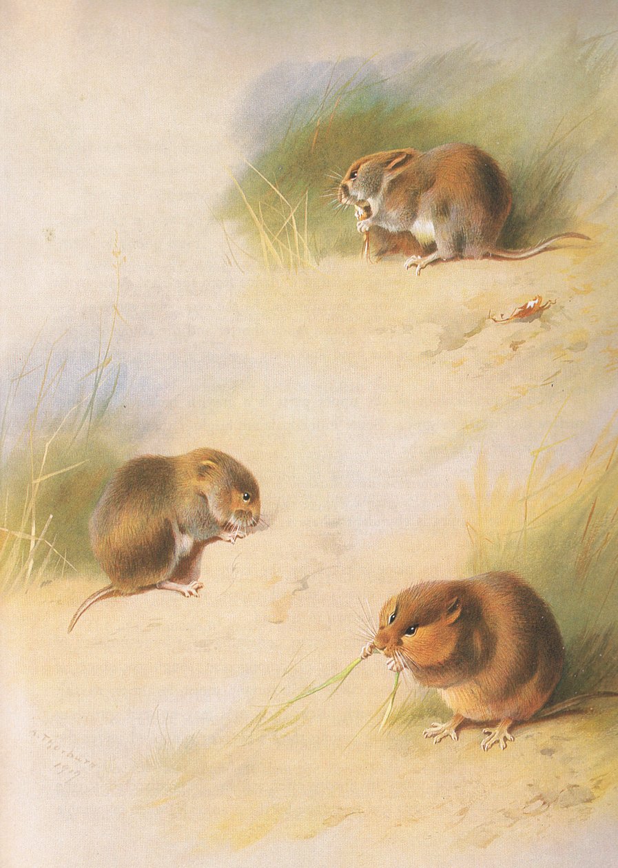 Field Vole, Bank Vole és Orkney Vole, Thorburns Mammals által kiadott Longmans and Co. c. 1920 alkotó: Archibald Thorburn
