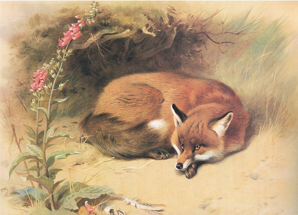 Fox with Foxgloves, a Thorburns Mammalsból, amelyet a Longmans and Co adott ki, c. 1920 alkotó: Archibald Thorburn