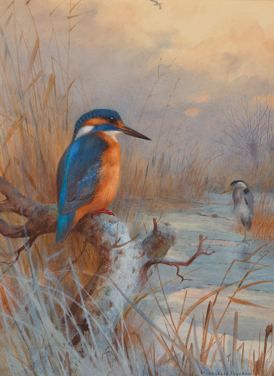 Fagyott ki- Fishers: Jégmadár és kócsag a téli tájban alkotó: Archibald Thorburn