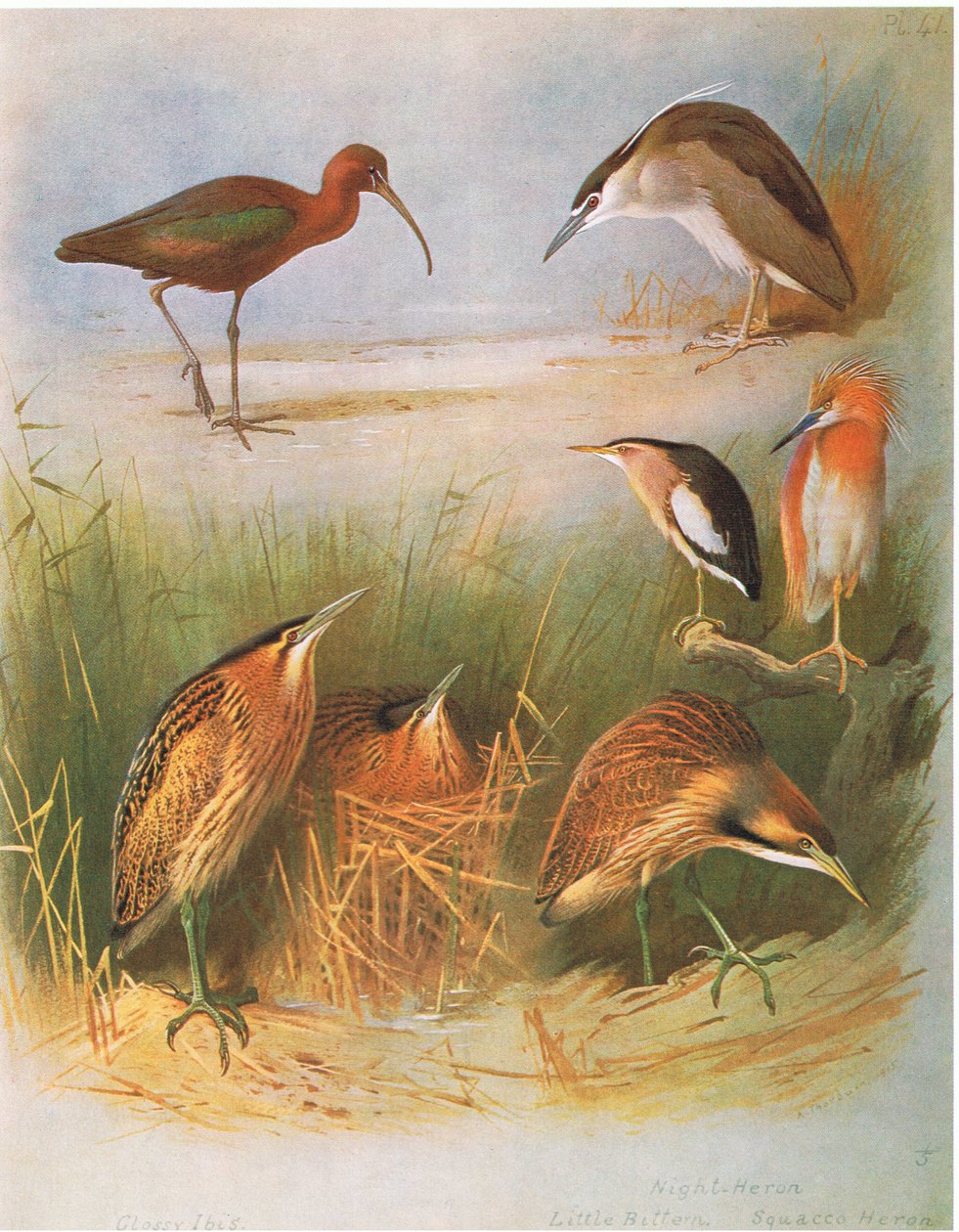 Fényes ibisz, közönséges keselyű, éjszakai kócsag, kis keselyű, squacco kócsag, amerikai keselyű , kiadó: Book Club Associates, 1972. alkotó: Archibald Thorburn