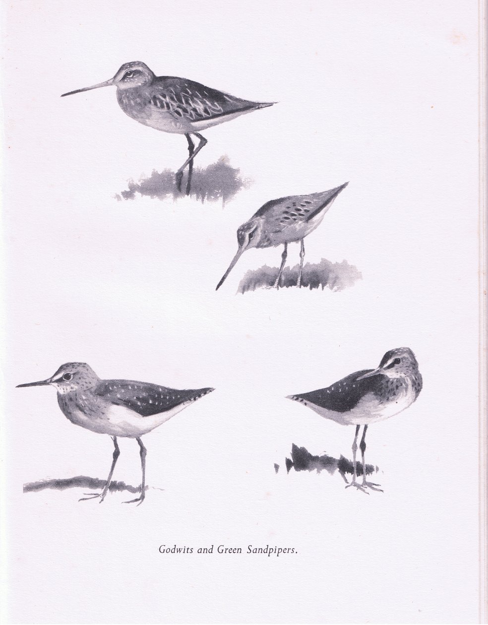 Godwits és Green Sandpipers, 1938 alkotó: Archibald Thorburn