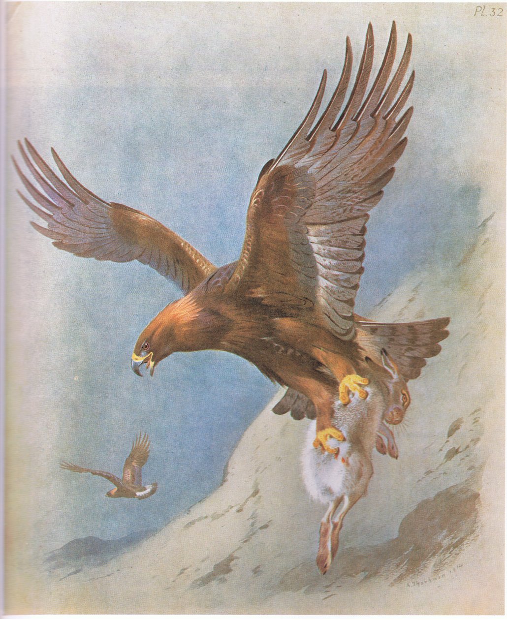 Arany sas és hegyi nyúl, kocsma. írta: Book Club Associates, 1972 alkotó: Archibald Thorburn
