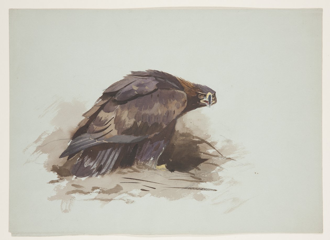Arany sas, 1915 körül (akvarell és testfesték ceruzával, papíron) alkotó: Archibald Thorburn