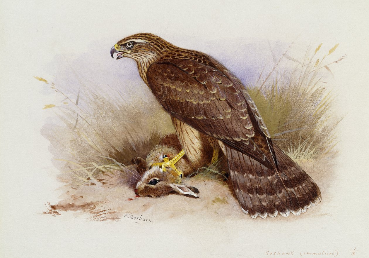 Goshawk alkotó: Archibald Thorburn