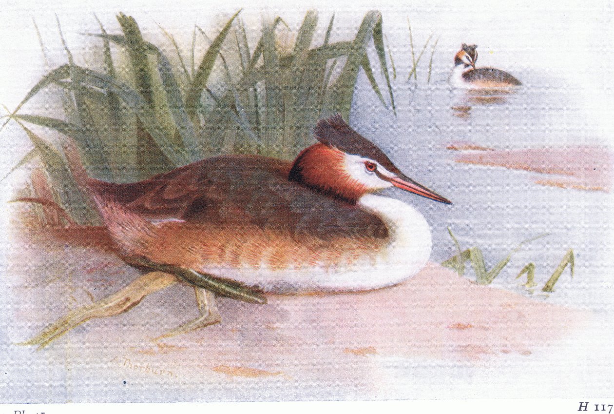 Tarajos vöcsök alkotó: Archibald Thorburn
