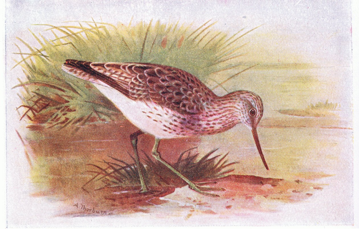 Greenshank, a Brit-szigetek madarai és tojásaiból, a Frederick Warne & Co Ltd, 1958 alkotó: Archibald Thorburn