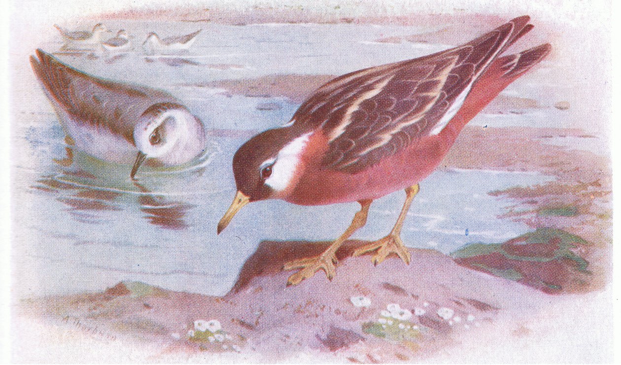 Gray Phalaope (nyár és ősz), a Brit-szigetek madarai és tojásaiból, a Frederick Warne & Co Ltd, 1958 alkotó: Archibald Thorburn