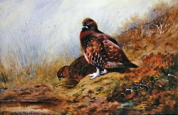Nyírfajd alkotó: Archibald Thorburn