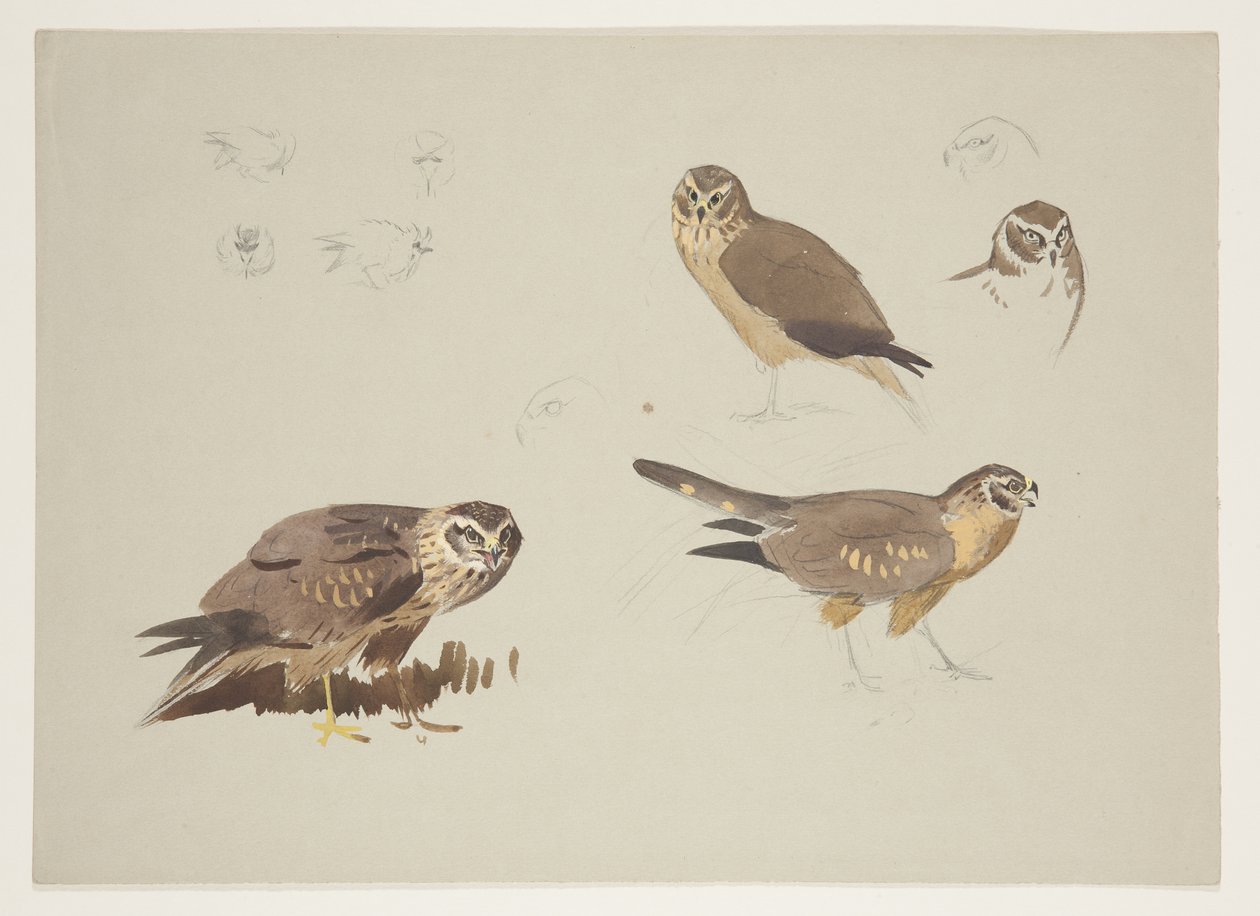 Harrier and ruff, 1915 körül (akvarell és testfesték ceruzával, papíron) alkotó: Archibald Thorburn