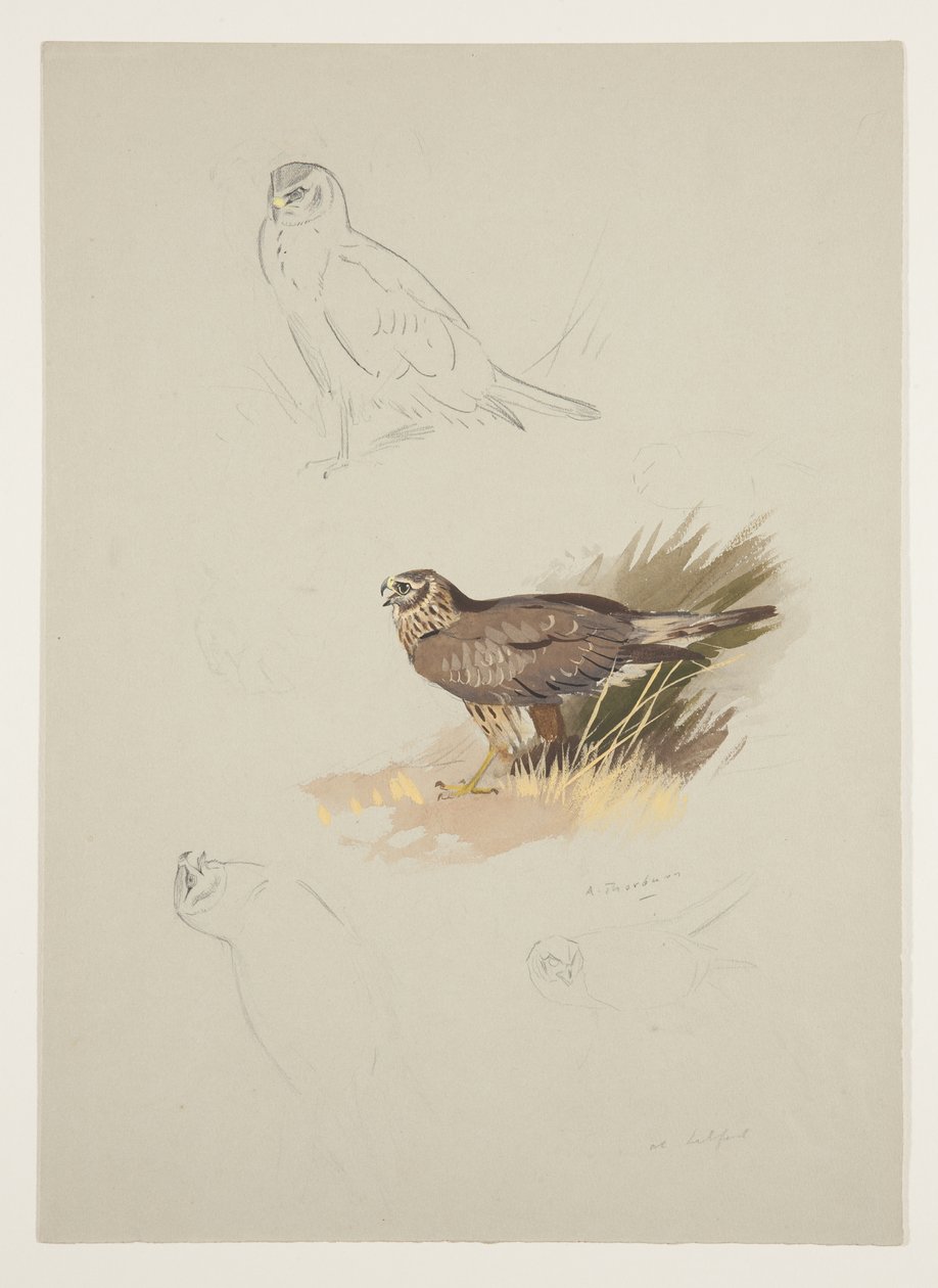 Harrier, 1915 körül (akvarell és testfesték ceruzával, papíron) alkotó: Archibald Thorburn