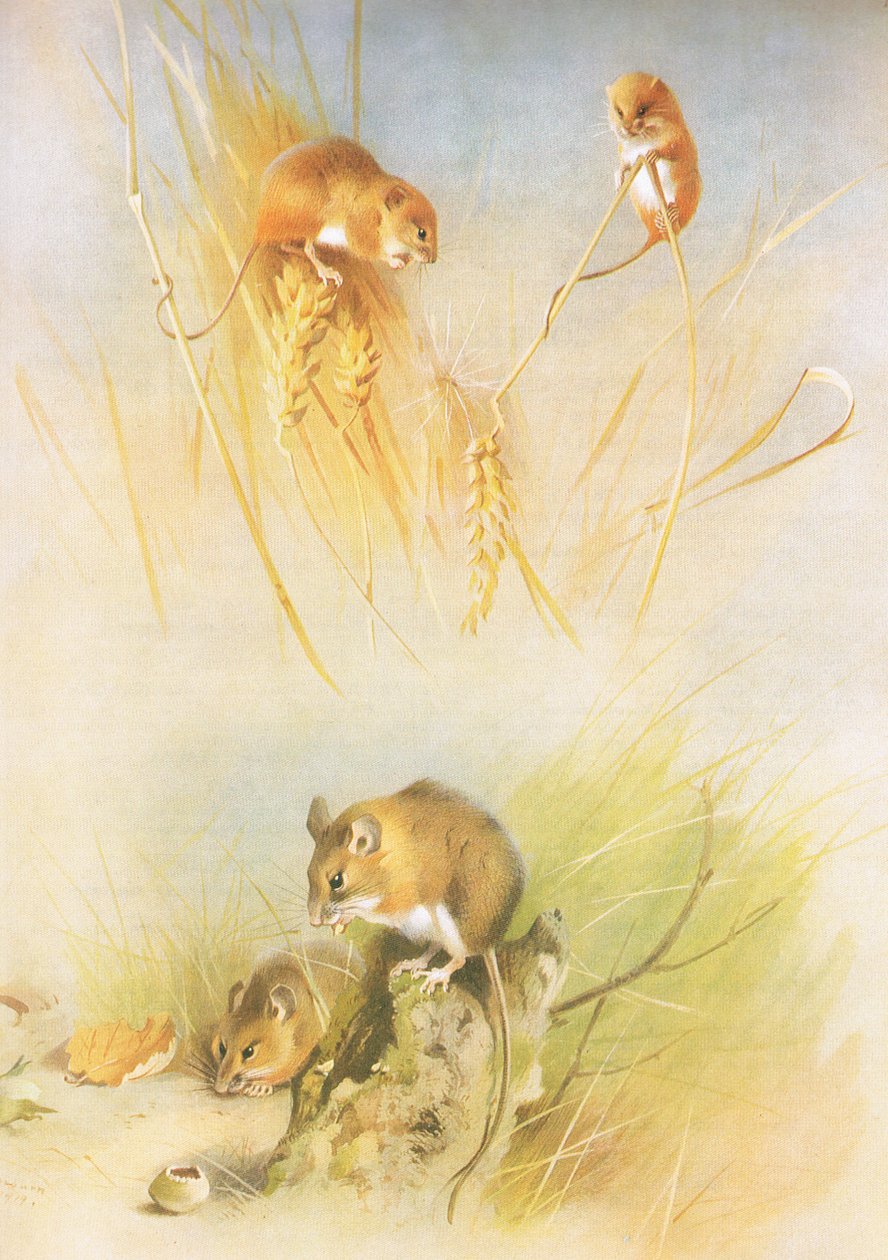 Harvest Mouse and Wood Mouse, a Thorburns Mammalsból, kiadó a Longmans and Co, c. 1920 alkotó: Archibald Thorburn