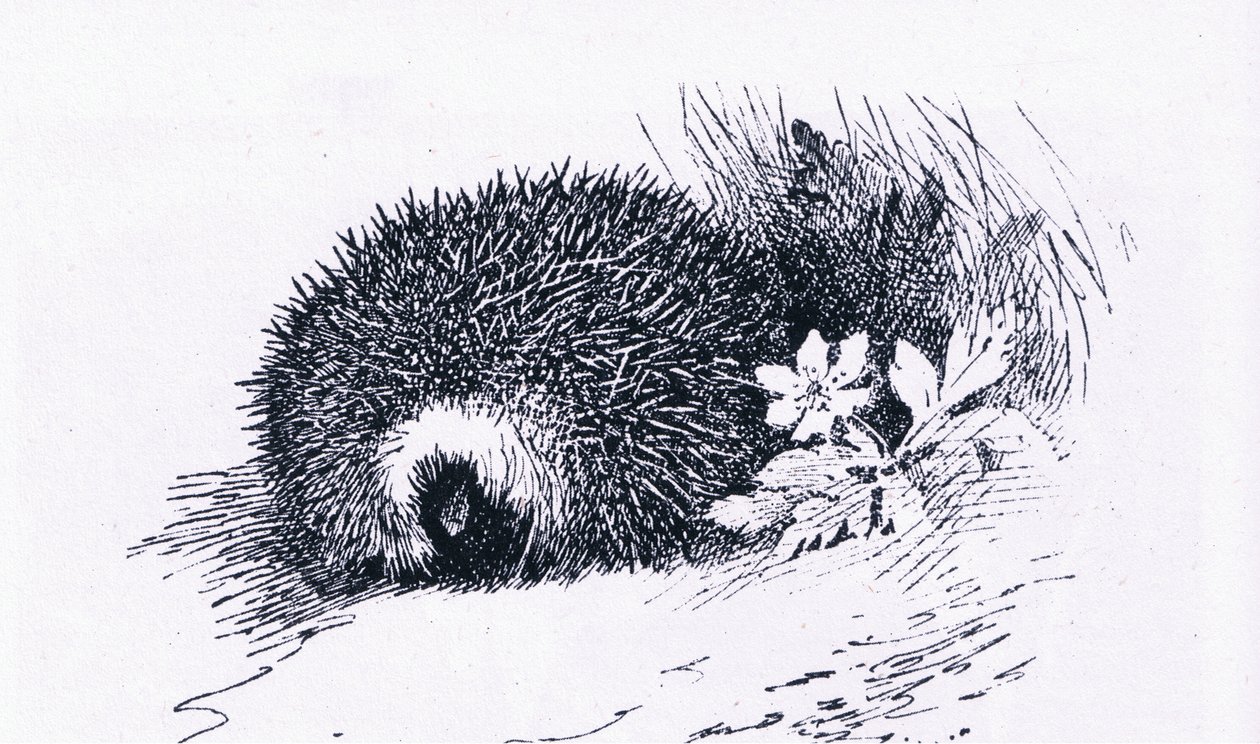 Hedgehog, Nature in Britain kiadó: Collins, 1946 alkotó: Archibald Thorburn
