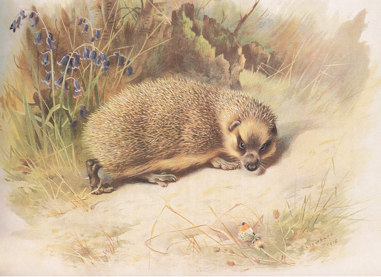 Hedgehog, a Thorburns Mammalsból, amelyet a Longmans and Co adott ki, c. 1920 alkotó: Archibald Thorburn