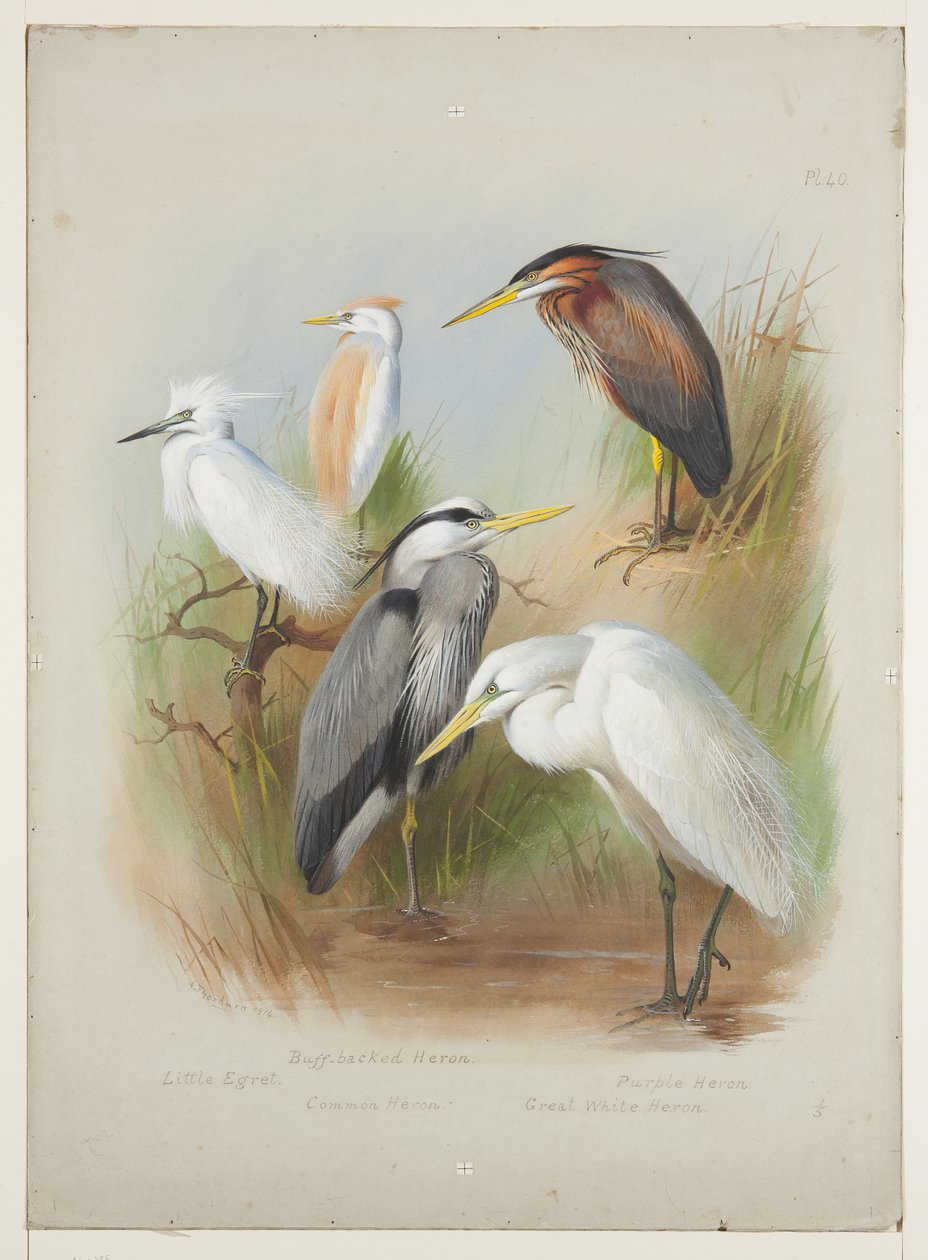 Gémek és kócsag, 1915 körül (akvarell és testfesték ceruzával a fedélzeten) alkotó: Archibald Thorburn
