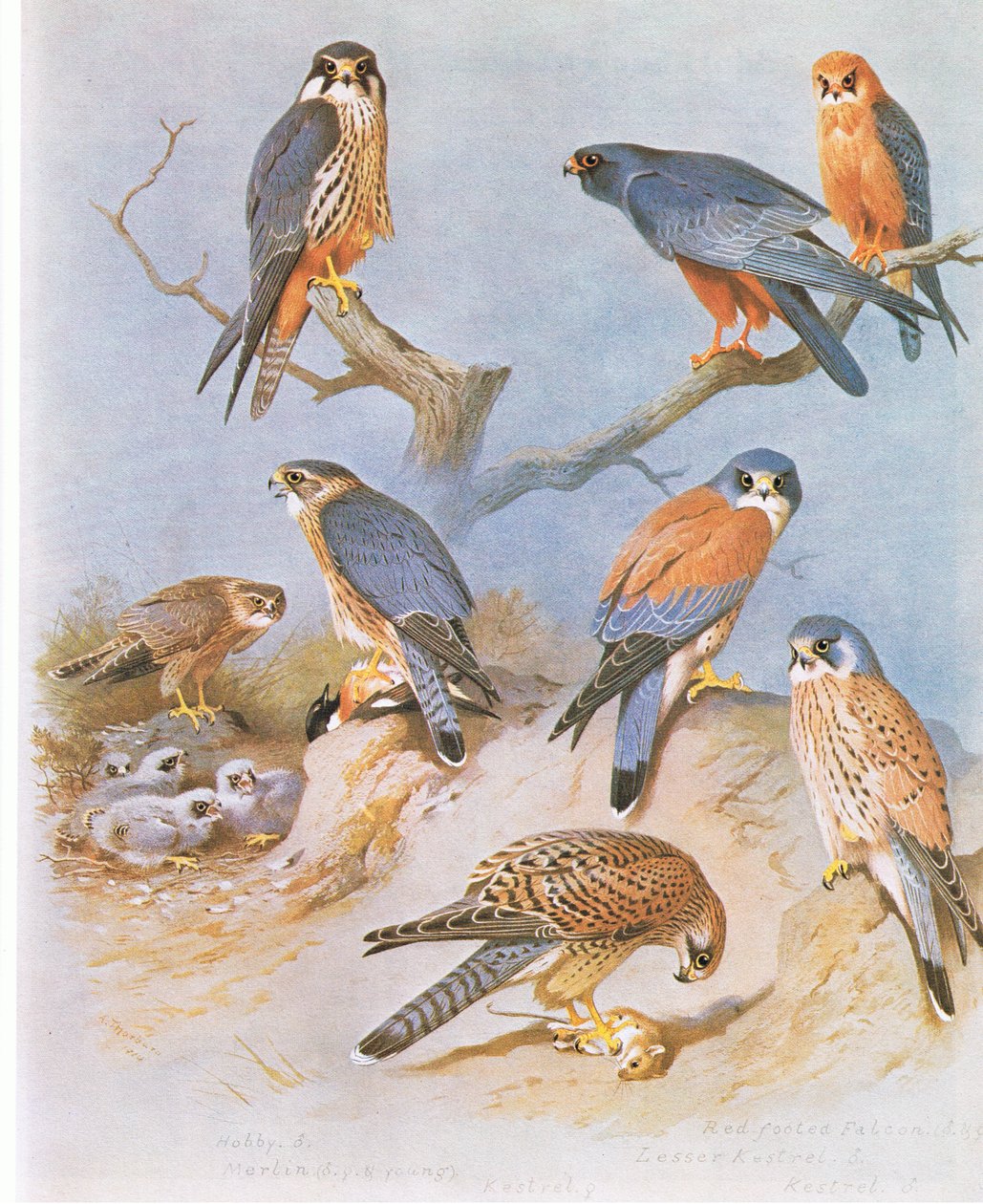 Hobbi, Merlin, Vörös Lábú Sólyom, Kis vércse és Kestrel, kocsma. Írta: Book Club Associates, 1972 alkotó: Archibald Thorburn
