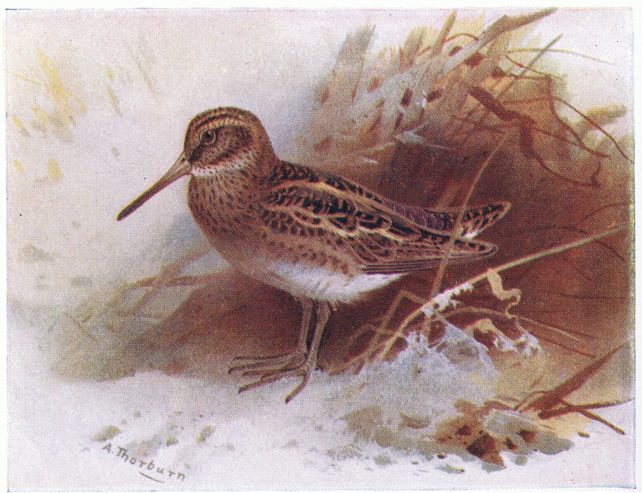 Jack Snipe, a Frederick Warne & Co Ltd. által kiadott Birds of the British Isles and Their Eggsből, 1958 alkotó: Archibald Thorburn