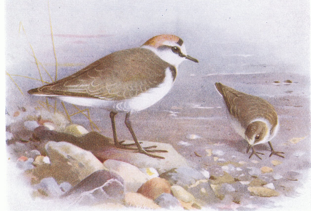 Kentish Plover, a Brit-szigetek madarai és tojásaiból, kiadó: Frederick Warne & Co Ltd, 1958 alkotó: Archibald Thorburn