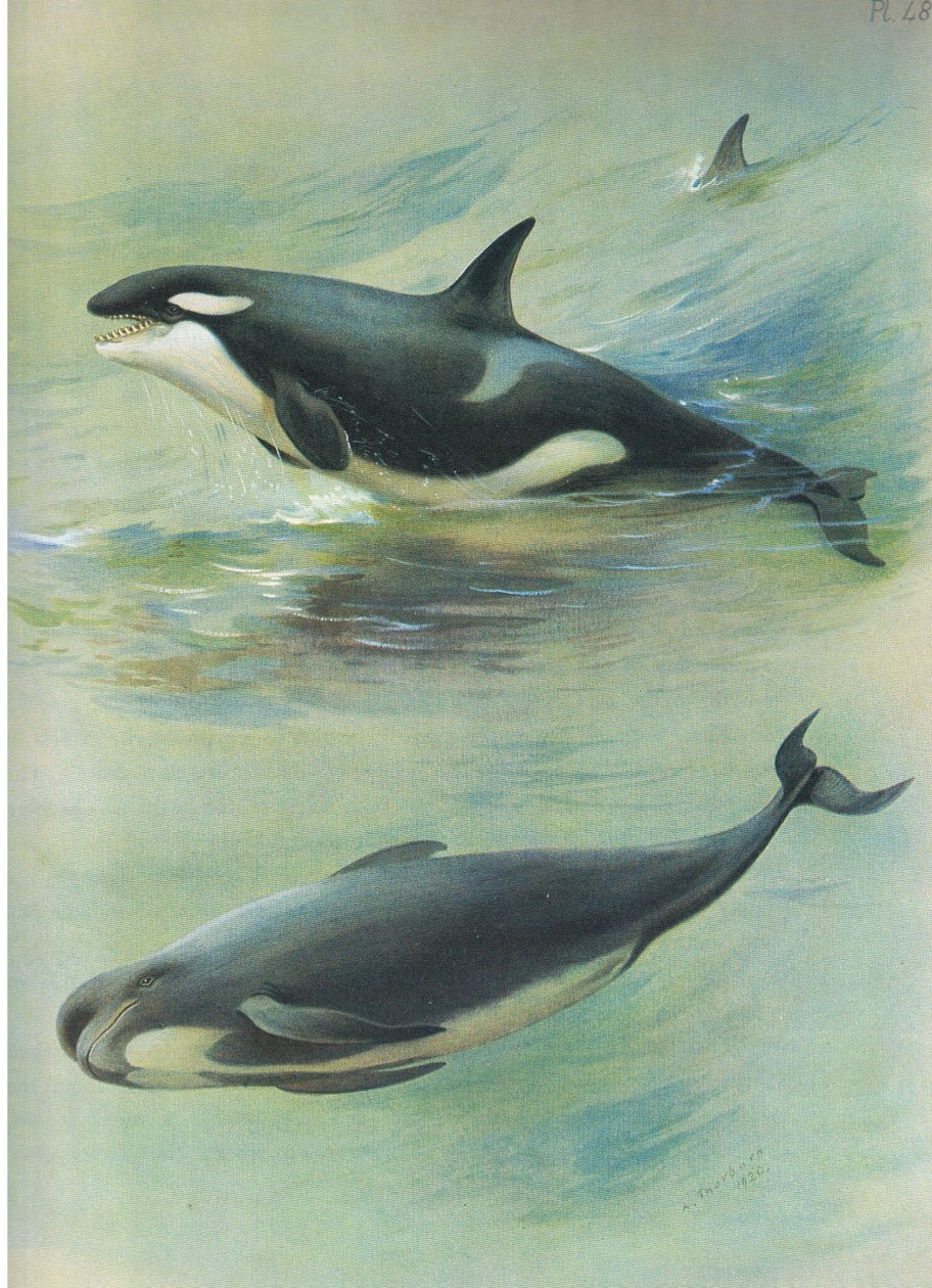 Killer Pilot Whale, a Thorburns Mammalsból, amelyet a Longmans and Co adott ki, c. 1920 alkotó: Archibald Thorburn