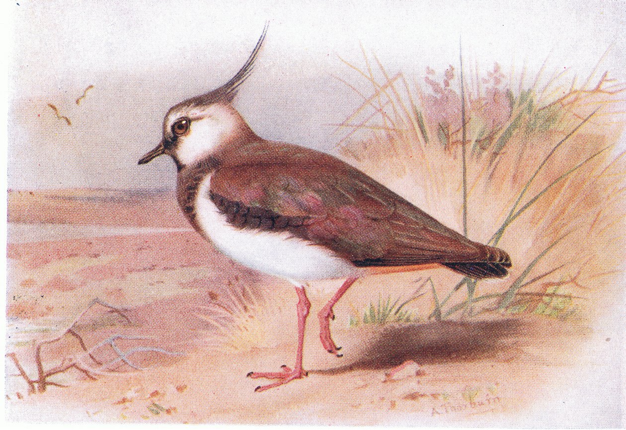 Lapwing, a Brit-szigetek madarai és tojásaiból, a Frederick Warne & Co Ltd, 1958 alkotó: Archibald Thorburn