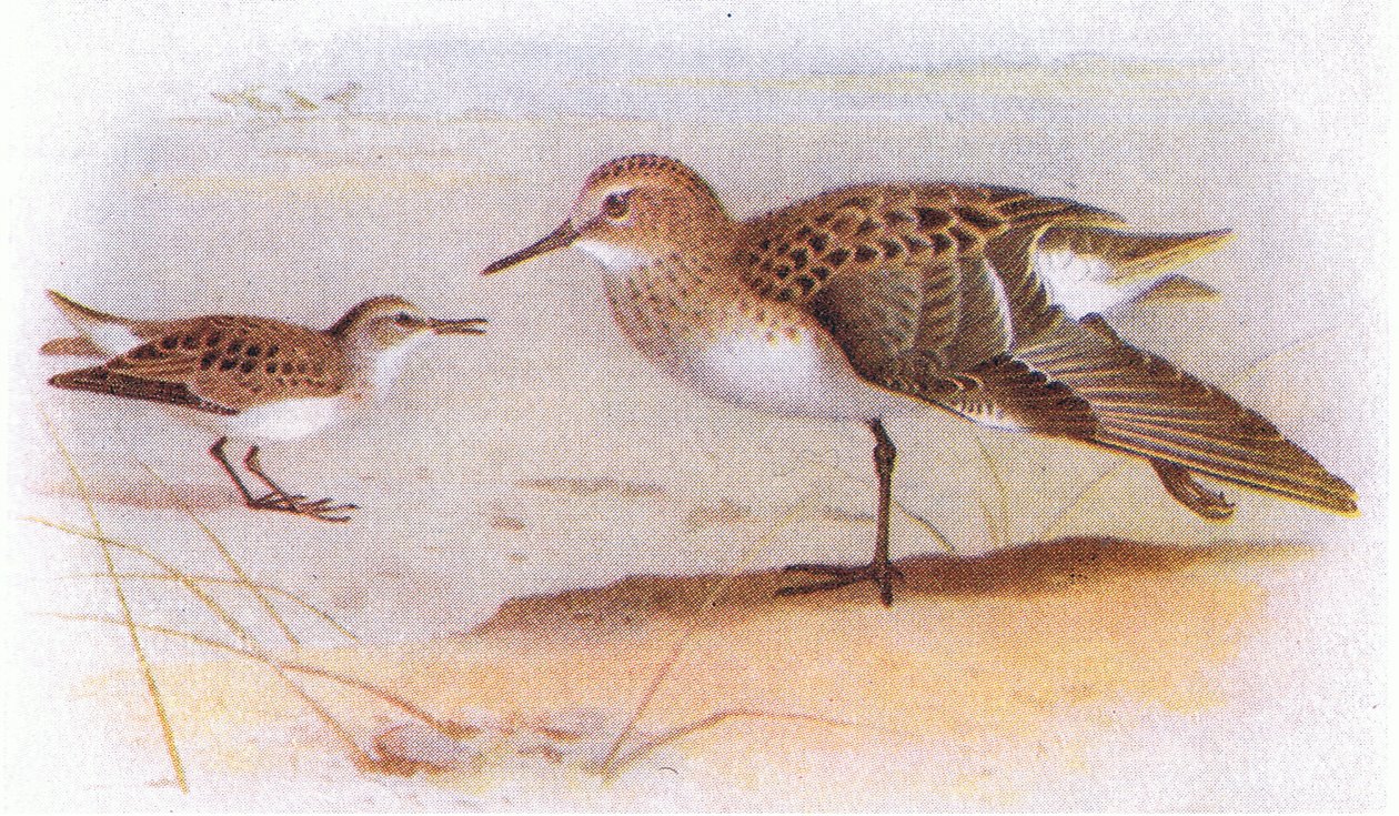 Little Stint, a Brit-szigetek madaraiból és tojásaikból, a Frederick Warne & Co Ltd, 1958 alkotó: Archibald Thorburn