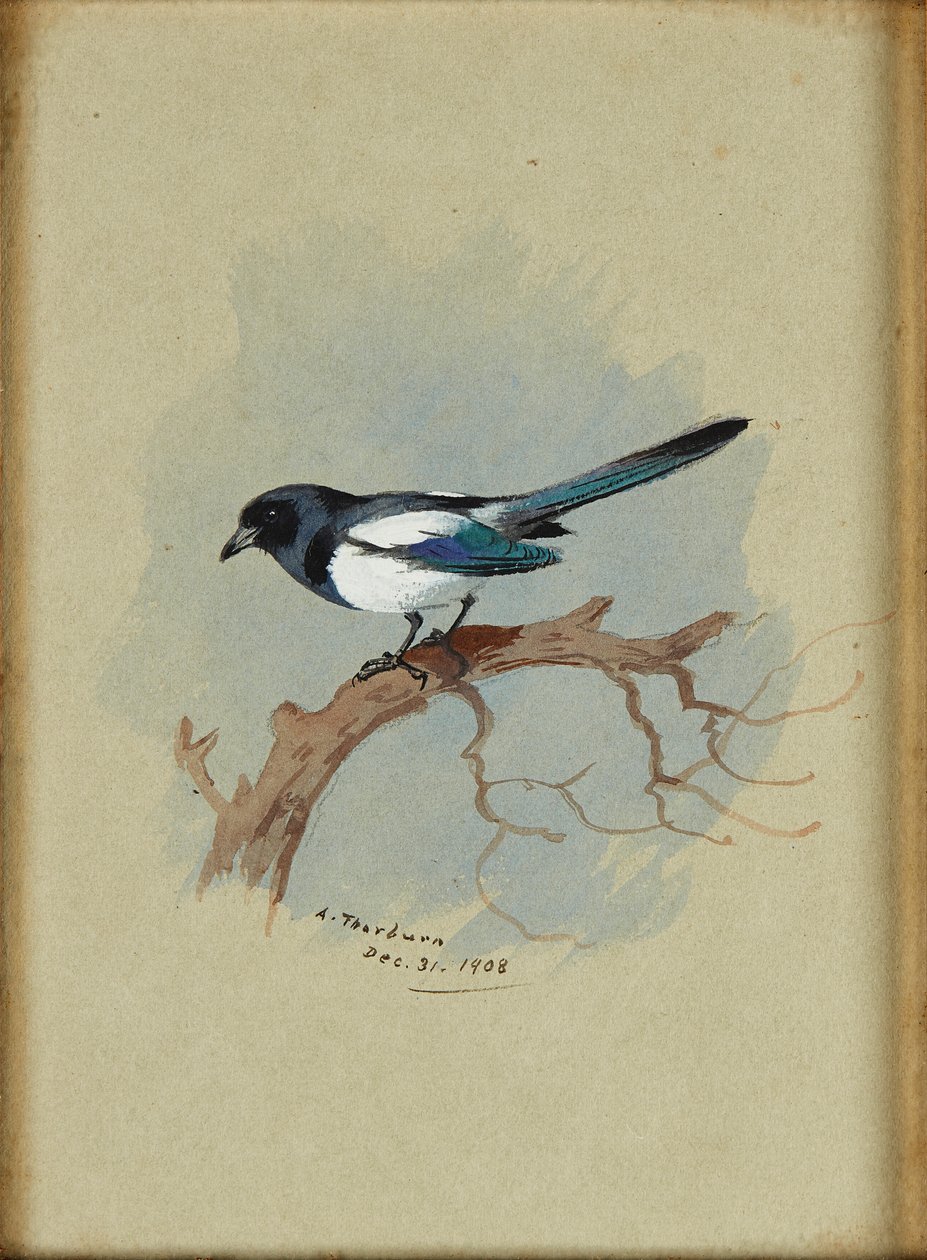 Szarka ágon (tinta és akvarell) alkotó: Archibald Thorburn