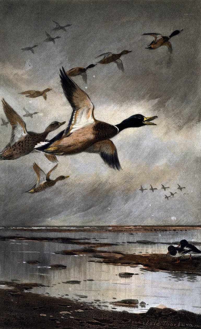 Tőkés récék repülés közben alkotó: Archibald Thorburn