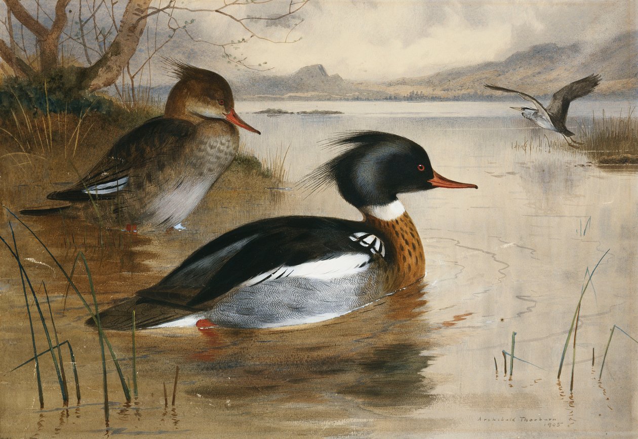 Mergansers, a Loch Maree-n alkotó: Archibald Thorburn