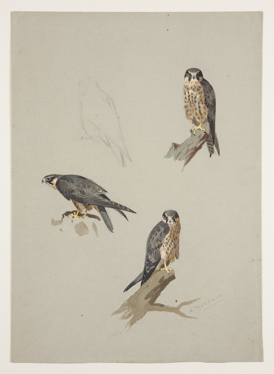 Merlin férfi, 1915 körül (akvarell és testfesték ceruzával, papíron) alkotó: Archibald Thorburn