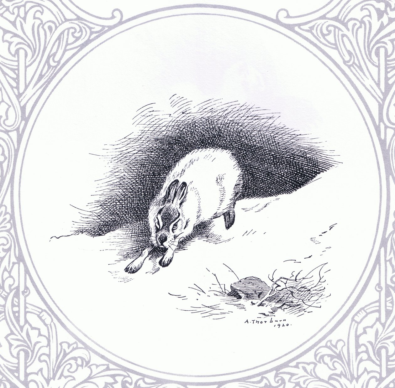 Mountain Hare, kocsma. a Book Club Associates által alkotó: Archibald Thorburn