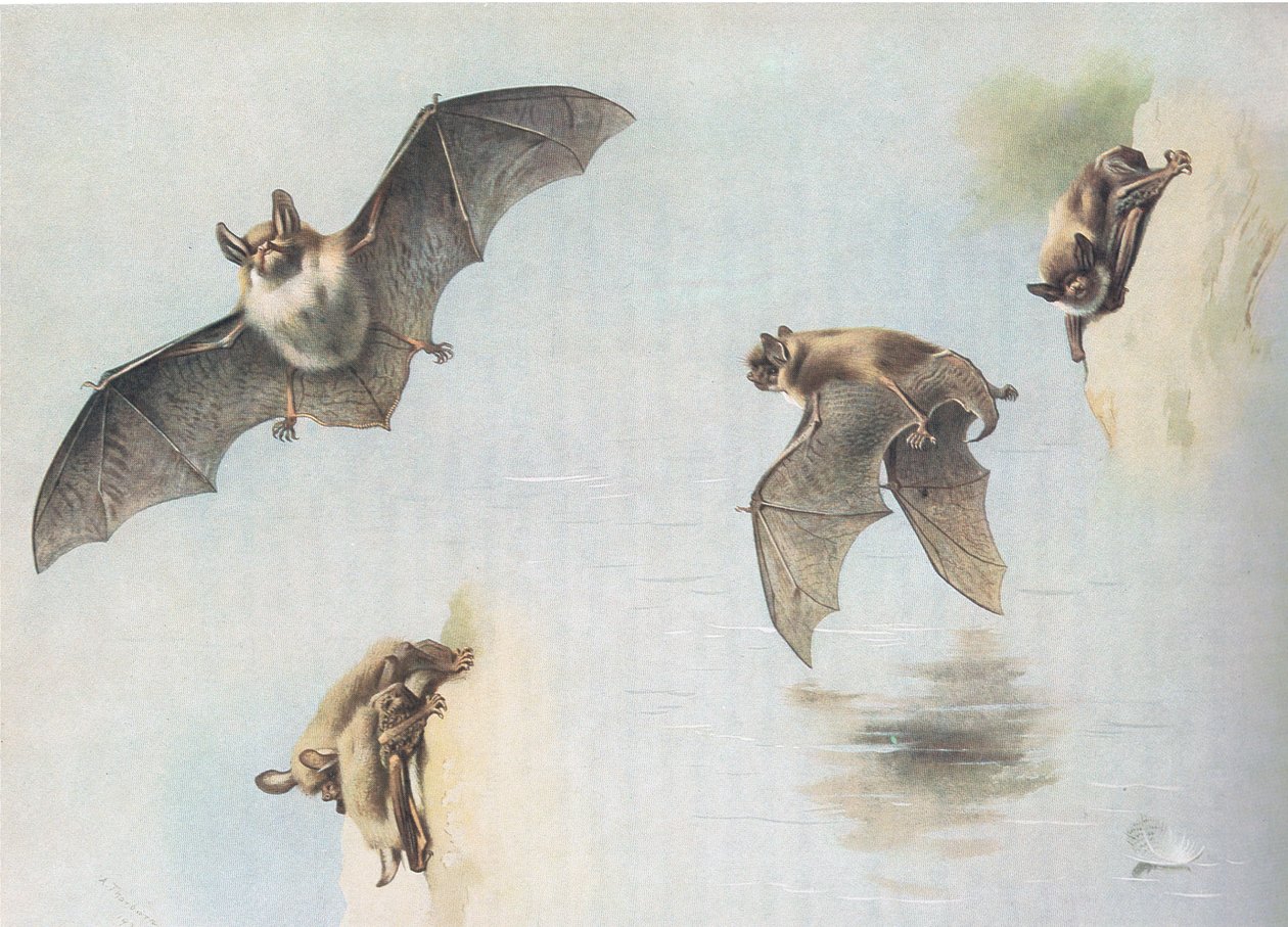 Natterers Bat és Daubentons Bat, a Thorburns Mammalsból, amelyet a Longmans and Co adott ki, c. 1920 alkotó: Archibald Thorburn