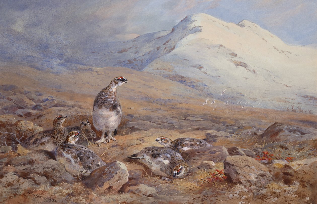A Ptarmigan földön (akvarell) alkotó: Archibald Thorburn