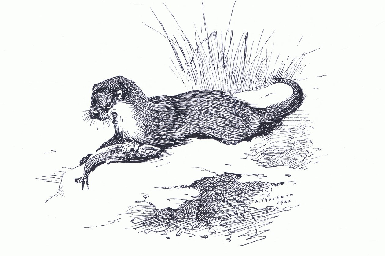 Vidra hallal, a Longmans and Co által kiadott Thorburn