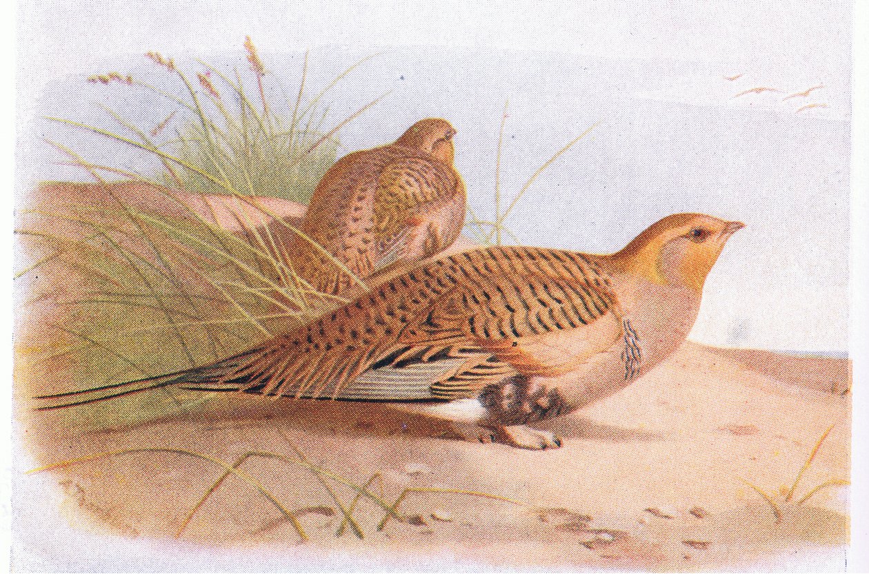 Pallass Sand Grouse, a Brit-szigetek madarai és tojásaiból, a Frederick Warne & Co Ltd, 1958 alkotó: Archibald Thorburn